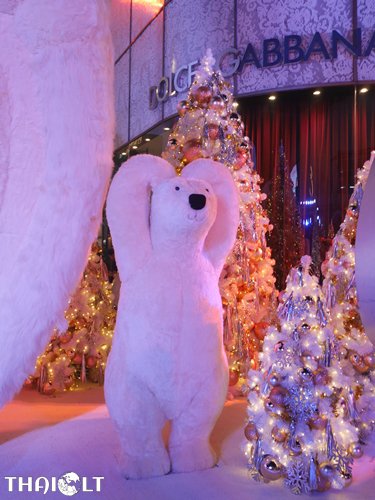 Polar Bear in various actions Polar Bear in various actions