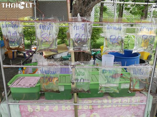 Animal Release for Making Merit in Thailand Animal Release for Making Merit in Thailand