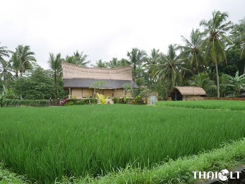 Balio ryžių laukai