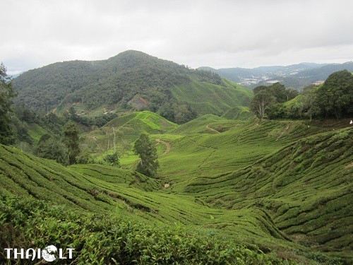 Cameron Highlands