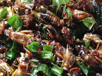 Crickets (Jing Reed) Crickets (Jing Reed)