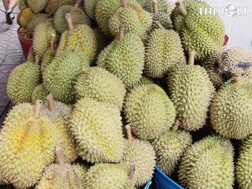 Durian or Tu-Rian Durian or Tu-Rian