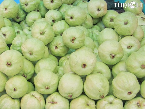 Guava or Fa-Rang Guava or Fa-Rang