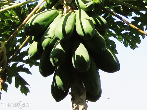Papaya or Ma-La-Gor Papaya or Ma-La-Gor