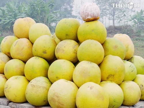 Pomelo or Som-O Pomelo or Som-O