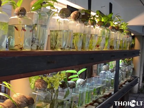 Siamese Fighting Fish Gallery Siamese Fighting Fish Gallery